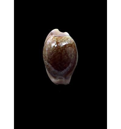 fuscorubra 31,5mm DARK