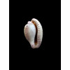 coronata debruini 32,5mm SUPERB