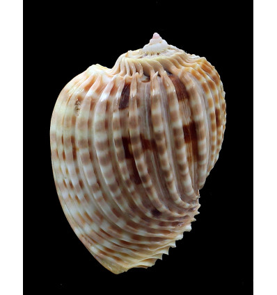 harpa costata 75,3mm