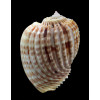 harpa costata 75,3mm