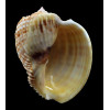 harpa costata 75,3mm