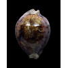 valentia 82,0mm DARK