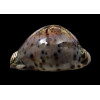 valentia 82,0mm DARK