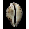 valentia 82,0mm DARK
