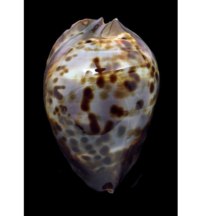jeaniana sherylae 88,0mm BIG