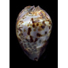 jeaniana sherylae 88,0mm BIG