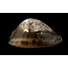 jeaniana sherylae 88,0mm BIG