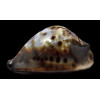jeaniana sherylae 88,0mm BIG