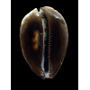 jeaniana sherylae 88,0mm BIG