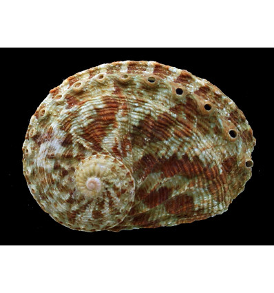 scalaris 63,0mm