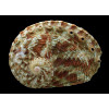 scalaris 63,0mm