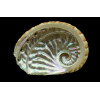 scalaris 63,0mm