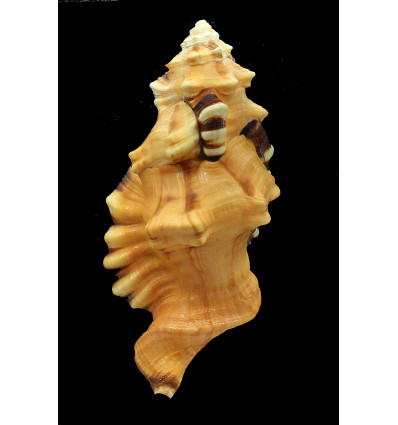 lotorium 140,0mm