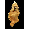 lotorium 140,0mm