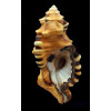 lotorium 140,0mm
