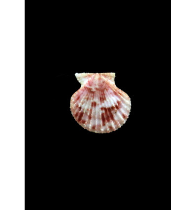 bullatus 18mm UNCOMMON