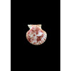 bullatus 18mm UNCOMMON