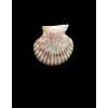 bullatus 18mm UNCOMMON