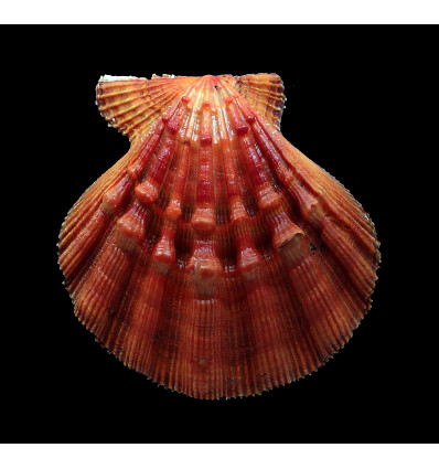 nodosus 86,4mm SUPERB COLOR