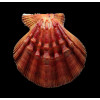 nodosus 86,4mm SUPERB COLOR