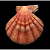 nodosus 86,4mm SUPERB COLOR