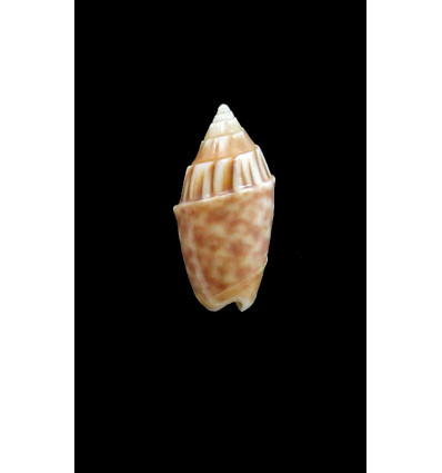 parkinsoni 21,0mm