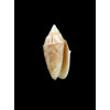 parkinsoni 21,0mm