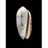 splendidula 56,0mm GIANT