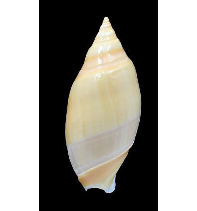 tankervillei 70,0mm