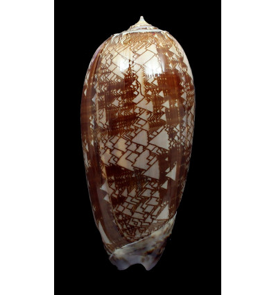 porphyria 105,0mm SUPERB