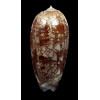 porphyria 105,0mm SUPERB