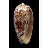 porphyria 105,0mm SUPERB