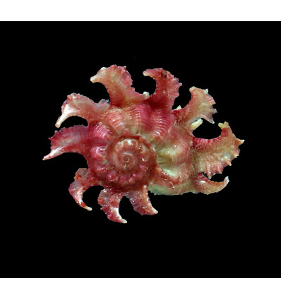 sphaerula 57,0mm SUPERB