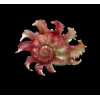 sphaerula 57,0mm SUPERB