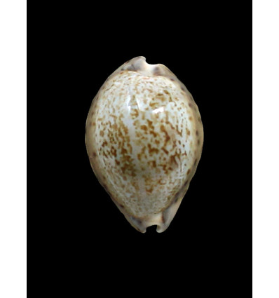 robertsi 29,0mm BIG