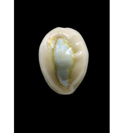 obvelata 23,5mm