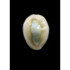 obvelata 23,5mm