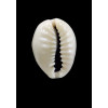 obvelata 23,5mm