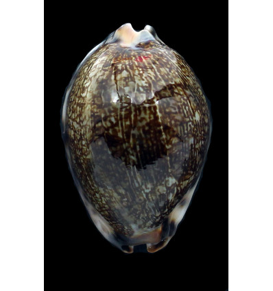 grayana 58,0mm
