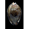 grayana 58,0mm