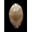 pulchra 65,0mm