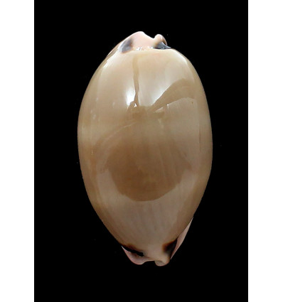 pulchra 65,0mm