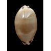 pulchra 65,0mm