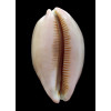 pulchra 65,0mm