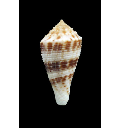 eucoronatus 34,0mm