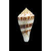 eucoronatus 34,0mm