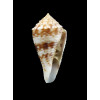 eucoronatus 34,0mm