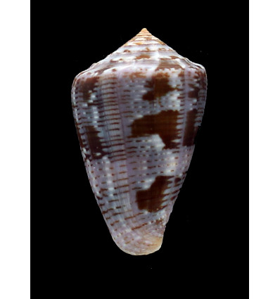 purpurascens 48,0mm