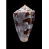 purpurascens 48,0mm