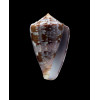 purpurascens 48,0mm